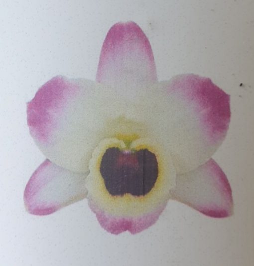 Orchid Dendrobium Nobile Sunny Eyes 60mm - Image 2