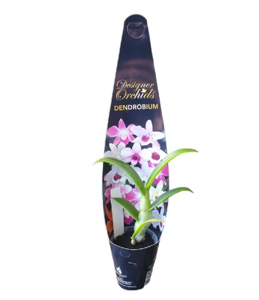 Orchid Dendrobium XL 6