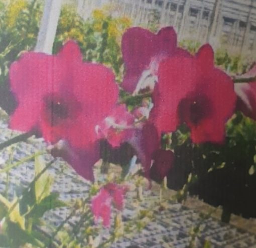 Orchid Dendrobium XL 6 - Image 2