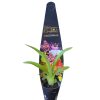 Orchid Odontoglossum Everglades Elegance Nancy Lee 60mm