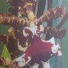 Orchid Odontoglossum Everglades Elegance Nancy Lee 60mm - Image 2