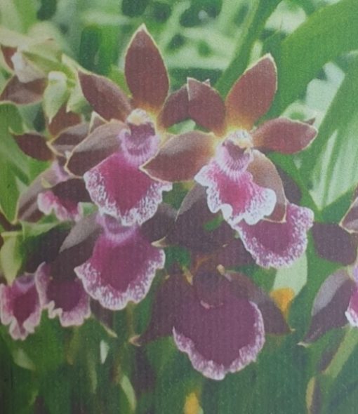Orchid Odontoglossum Debbie De Mellow Honolulu bay 60mm - Image 2