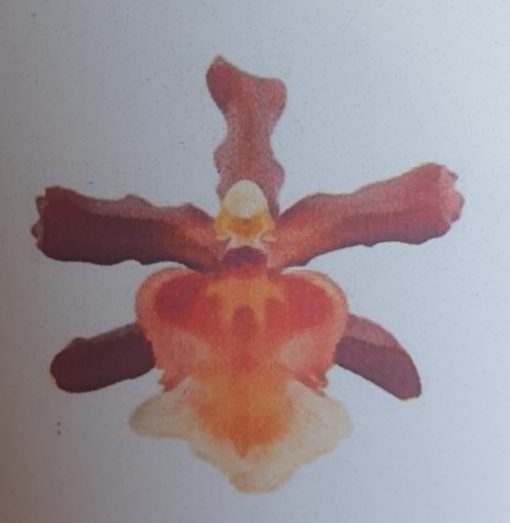Orchid Odontoglossum Rontante Sunrise 60mm - Image 2