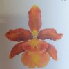Orchid Odontoglossum Pacific Sunburst 60mm - Image 2
