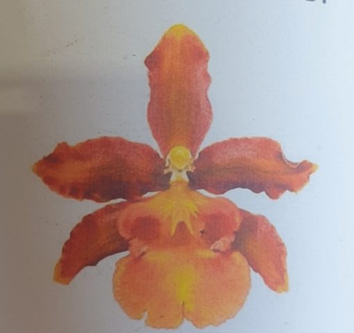Orchid Odontoglossum Pacific Sunburst 60mm - Image 2