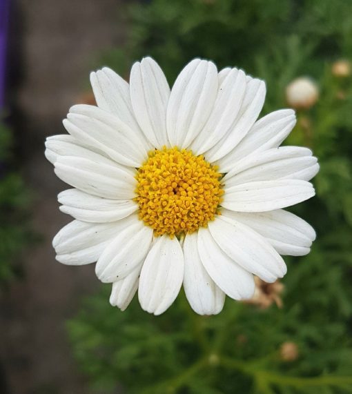 Easy Colour Daisy Margeurite White 4 Cell