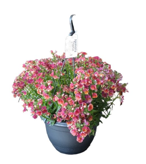 Nemesia Tropical HB 270mm