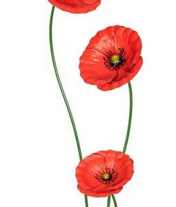 Stake Poppy Sml - C