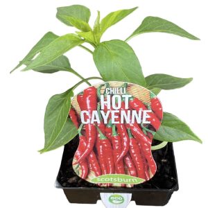 CHILLI CAYENNE HOT 100MM