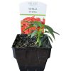 Chilli Inferno 100mm - Image 2