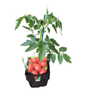 Tomato Low Acid Red 100mm 2
