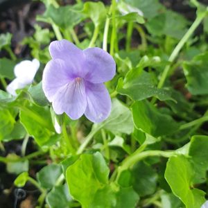 VIOLA MONGA MAGIC 150MM