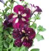 Petunia Galaxy 150mm