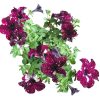 Petunia Galaxy 150mm - Image 3
