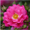 ROSE FLOWER CARPET PINK 140MM