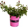 ROSE FLOWER CARPET PINK 140MM - Image 2