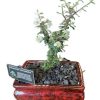 BONSAI COTONEASTER microphyllus 12CM