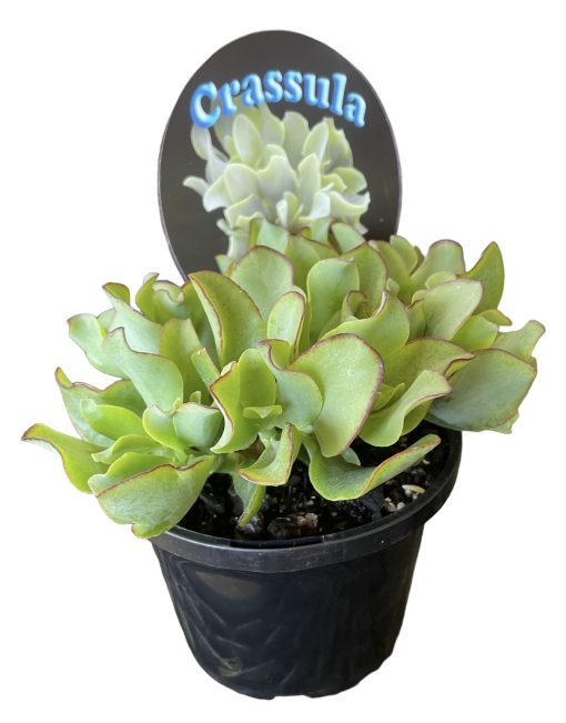 Crassula Arborescens Rippled jade Plant 12cm