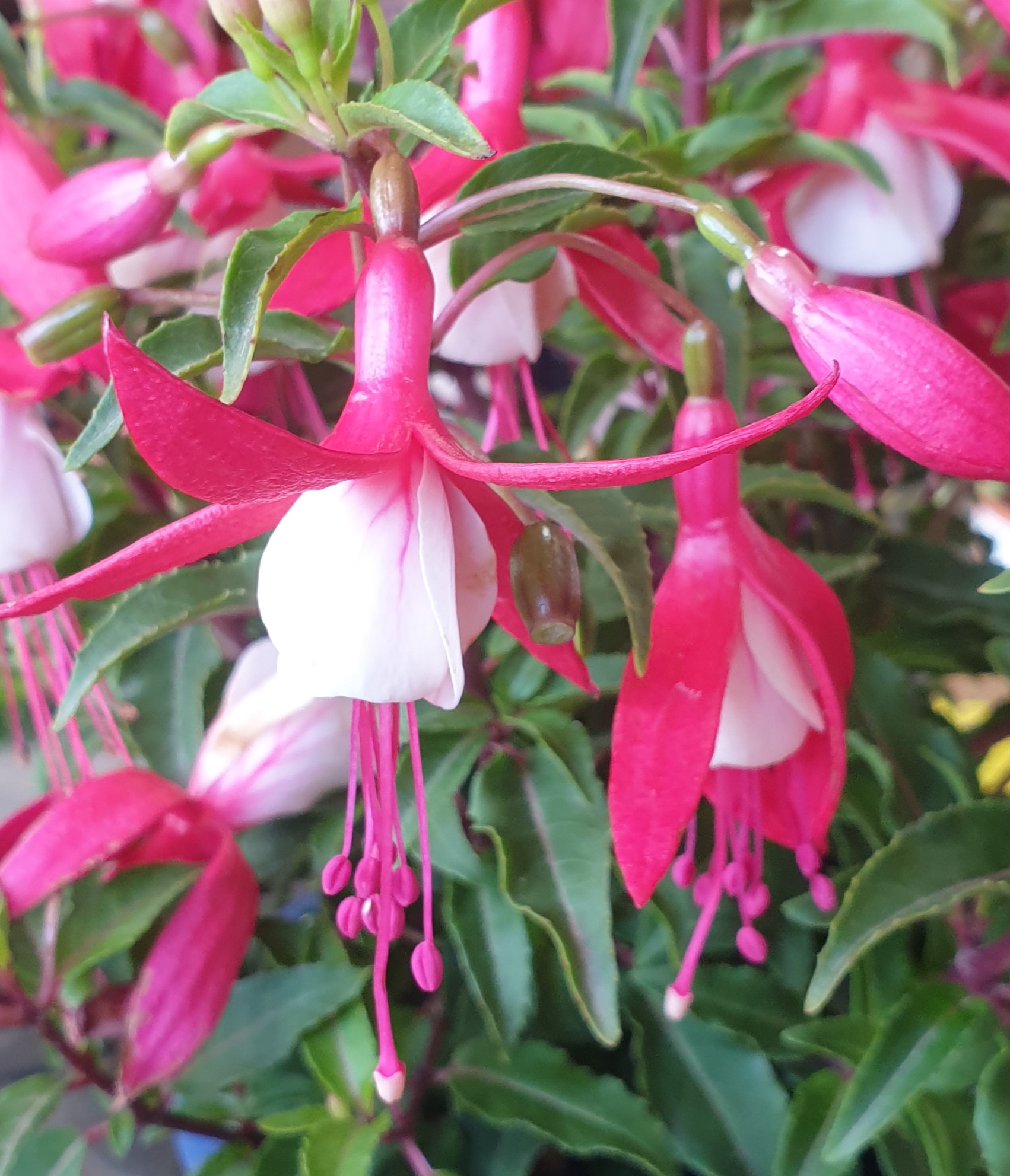 FUCHSIA BELLA EVITA 150MM | The Garden Feast