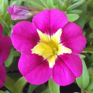 CALIBRACHOA STAR JUMP PINK 150MM