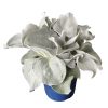 Senecio Candicans Angel Wings 180mm - Image 2