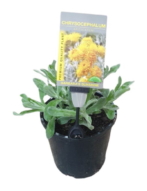 Chrysocephalum apiculatum Barbara's Sunshine 140mm