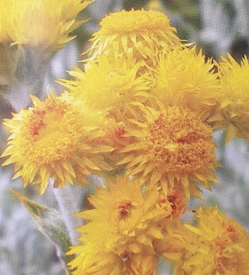 Chrysocephalum apiculatum Barbara's Sunshine 140mm - Image 2