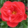 ROSE FLOWER CARPET SCARLET 140MM - Image 2