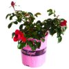 ROSE FLOWER CARPET SCARLET 140MM - Image 3