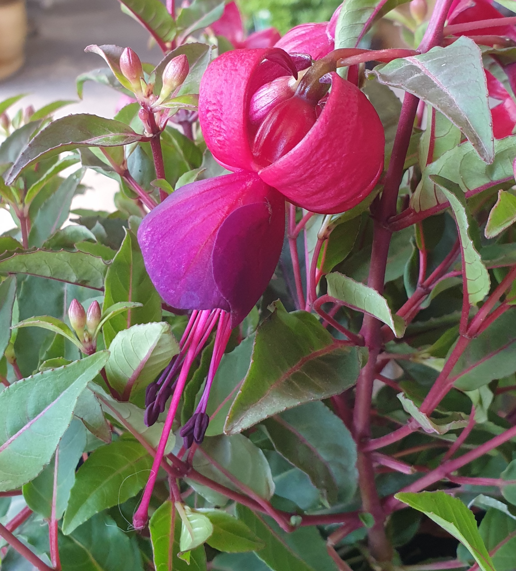 Fuchsia Bella Soila 150mm | The Garden Feast