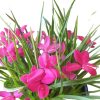 Rhodohypoxis Beverly 150mm