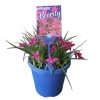 Rhodohypoxis Beverly 150mm - Image 2