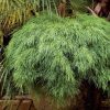 ACACIA COGNATA LIMELIGHT 200MM