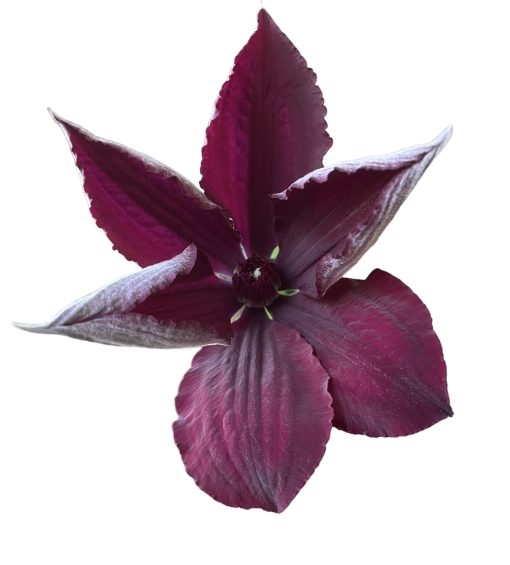 Clematis Gipsy Queen 200mm