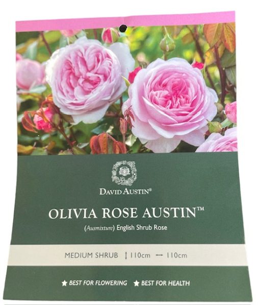 ROSE OLIVIA ROSE AUSTIN 200MM