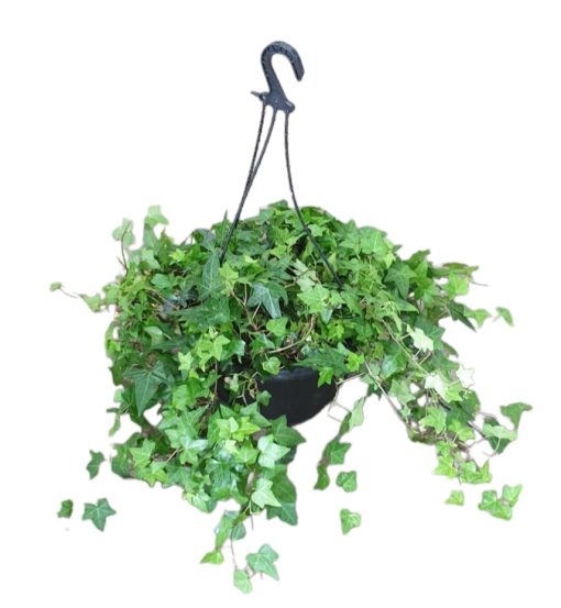 Hedera Helix Pittsburg Hanging Basket 270mm