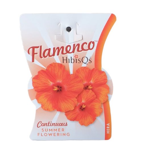 Hibiscus Flamenco Hera 140mm