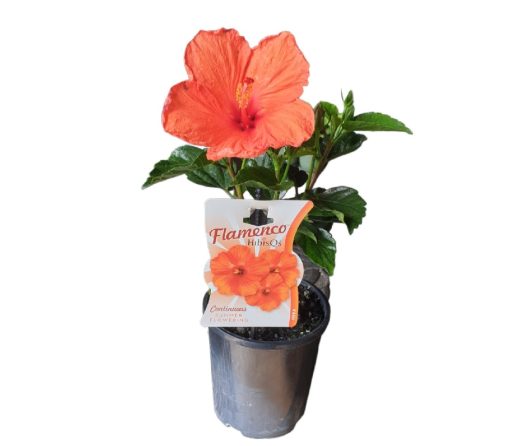 Hibiscus Flamenco Hera 140mm - Image 2