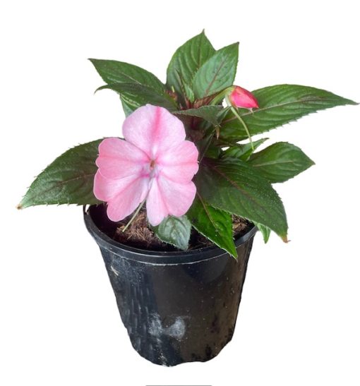 Impatiens Sunpatiens Pink 140mm