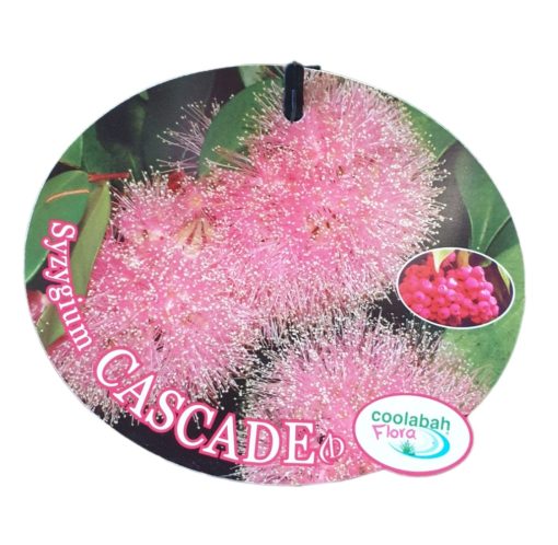 Syzygium Cacade Pink 140mm