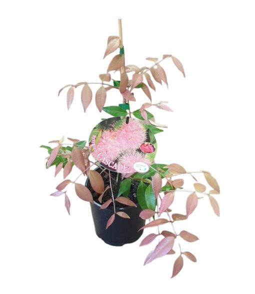 Syzygium Cacade Pink 140mm - Image 2
