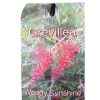 Grevillea Wendy's Sunshine 200mm
