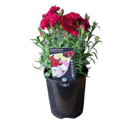 Carnation Red Constant Beauty 140mm