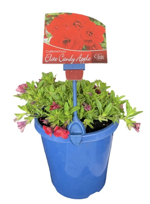 Calibrachoa Double Candy Apple 150mm