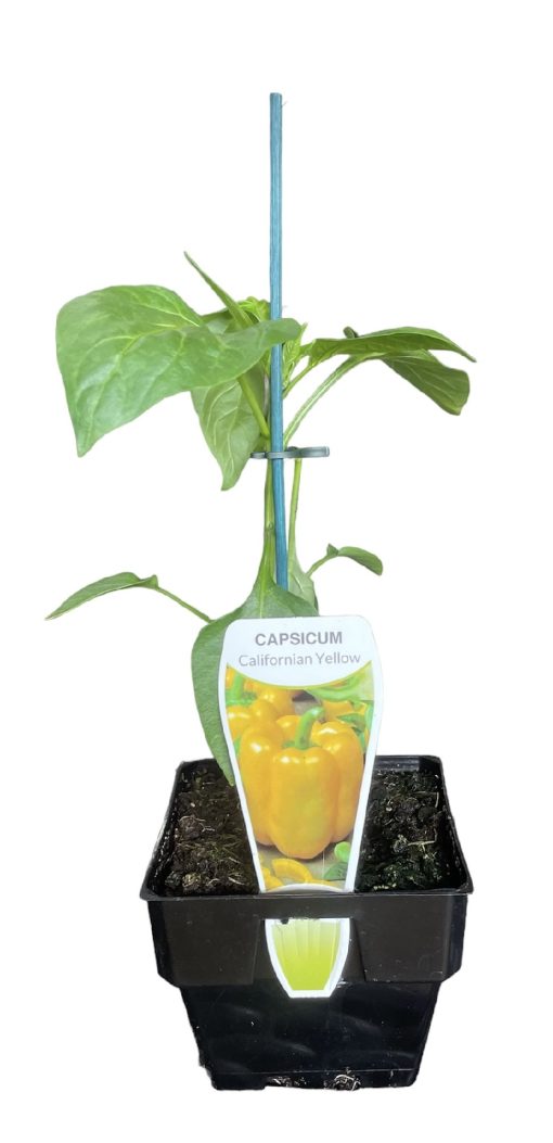 Capsicum Californian Yellow 100mm