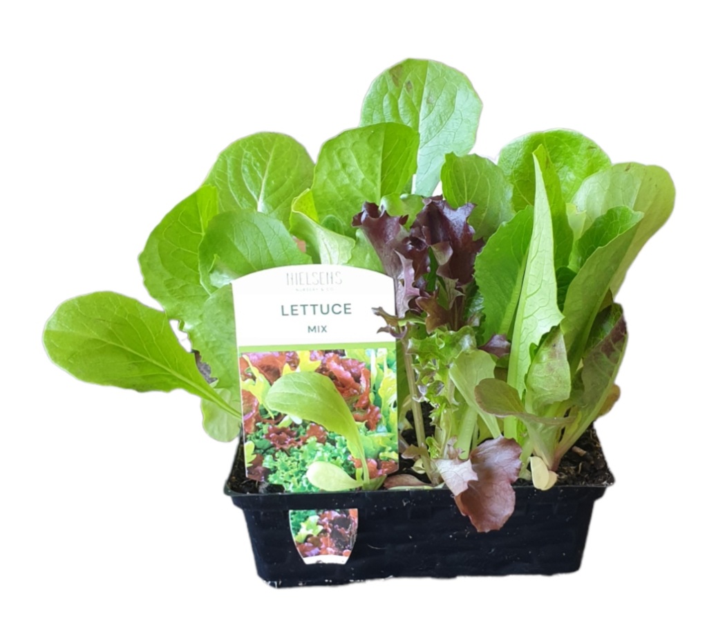 LETTUCE MIX The Garden Feast