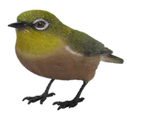 Bird Japanese white Eye