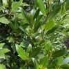 LAURUS NOBILIS BAY TREE 150MM