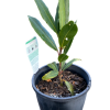 LAURUS NOBILIS BAY TREE 150MM - Image 2
