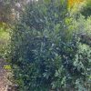 LAURUS NOBILIS BAY TREE 150MM - Image 3